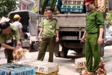 Tại sao gà Trung Quốc lại vào tận thủ đô?