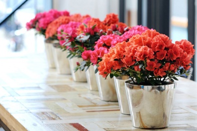 Mê hồn trận hoa cảnh Trung Quốc bủa vây người dùng 