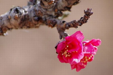 Những loại cây cảnh “đắt xắt ra miếng” dịp Tết