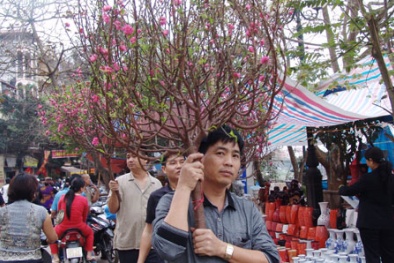 Thời tiết trong và sau Tết Giáp Ngọ: không mưa, nắng xuân đẹp