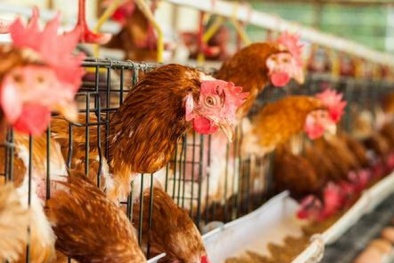 Cảnh báo virus cúm gia cầm mới lây từ người sang người