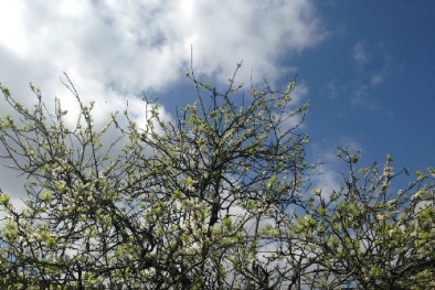 Mộc Châu - điểm đến hot nhất miền Bắc sau Tết