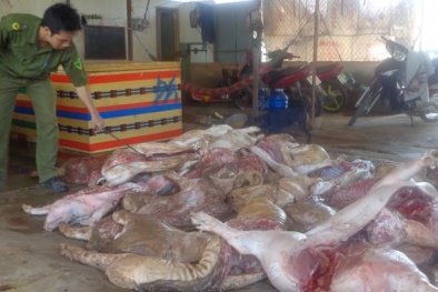 Đột nhập lò mổ thịt heo thối