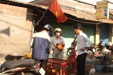 Gà chưa kiểm dịch bán tràn lan