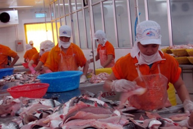 Không nên sử dụng phụ gia E500/501 trong cá tra philê