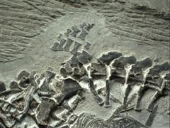 Tìm thấy hóa thạch quái vật tiền sử chết khi vượt cạn