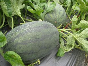 Dưa hấu chết vì phân bón giả