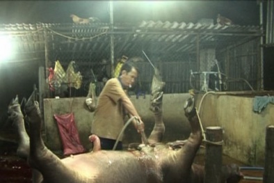 'Công nghệ' bơm nước vào gia súc tăng trọng