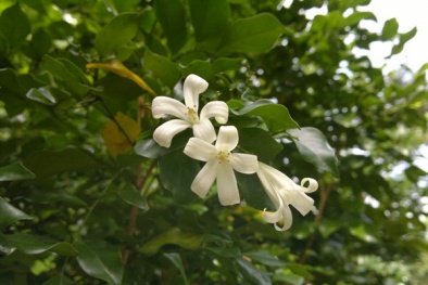 Những loại hoa có tác dụng chữa bệnh kỳ diệu