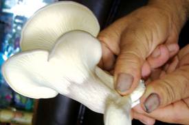 Nguy cơ ngộ độc nấm mùa xuân