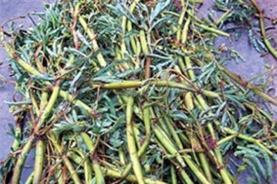 Kinh hoàng rau non ngâm chất thải