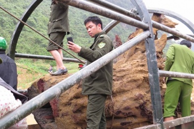 Hàng trăm cảnh sát bảo vệ gỗ sưa: Ăn chia tiền tỷ ra sao?