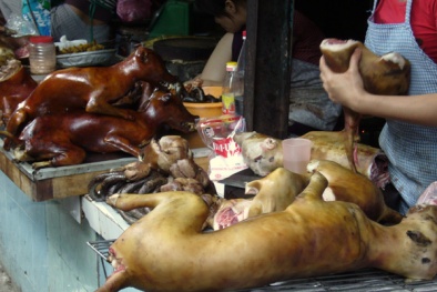 Thịt chó: Ngon ít sợ nhiều!