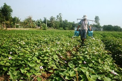  Giải mã chiêu bài mua nông sản lạ của thương lái Trung Quốc