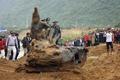 Dân Trung Quốc cuồng gỗ sưa, người Việt bất chấp luật pháp