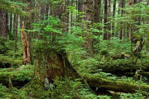 Sinh viên đi thực tế bị lạc rừng, tử vong