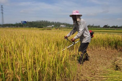 4 triệu nông dân đang sống nghèo đói ngay trên vựa lúa vàng