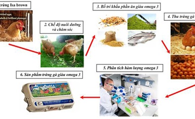 Việt Nam tạo thành công trứng gà giàu Omega-3