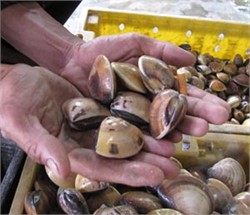 Phát hiện ngao chứa khuẩn gây ngộ độc