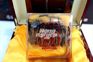 Đông trùng hạ thảo thật giả tràn lan