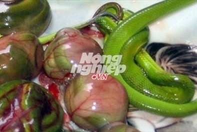 Kinh hãi ăn bào thai rắn, chuột