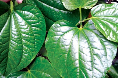 Bài thuốc cho người đau cột sống