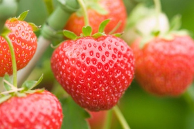 Hạ mỡ máu bằng dâu tây