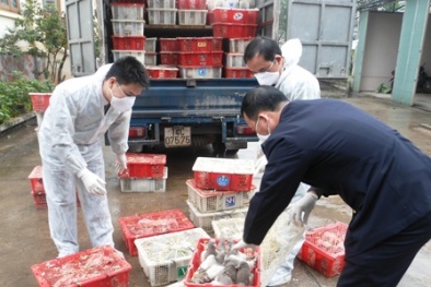 Phát hiện nhập lậu 2.000 con chim bồ câu