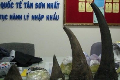 Buôn lậu sừng tê giác qua đường hàng không