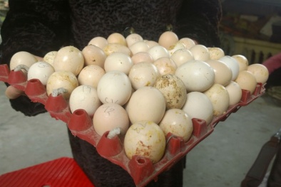 Bỏ đi hơn 2.000 quả trứng vì máy ấp kém chất lượng 