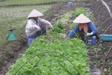 “Ma trận” rau an toàn