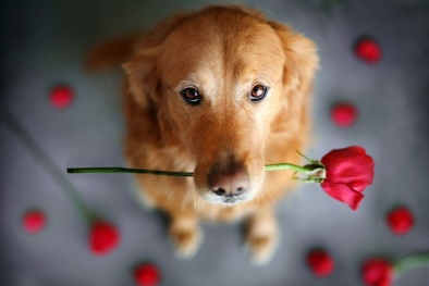 Bộ ảnh hoài niệm về chú chó cưng của cô gái gốc Việt gây 'sốt' ở Mỹ 