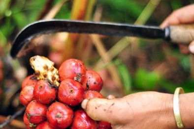 Thương lái Trung Quốc chỉ 'lừa' tại Việt Nam: Lỗi tại ai?