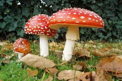 Dấu hiệu và cách sơ cứu khi ăn phải nấm độc