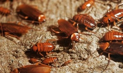 Yêu cầu tiêu hủy gián đất nhập từ Trung Quốc trước 21/3