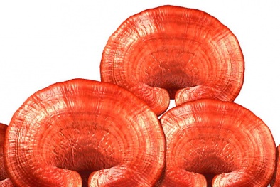 Nấm – Thực phẩm quý đẩy lùi bệnh tật