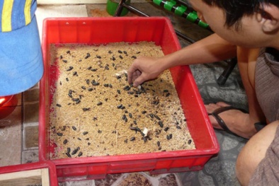 8x nuôi sâu gạo kiếm trăm triệu đồng mỗi tháng