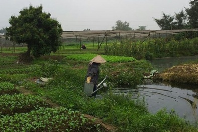 Rau nhiễm độc vì được rửa bằng nước ô nhiễm
