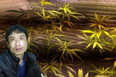 Trồng cần sa tại nhà, phục vụ dân chơi cỏ
