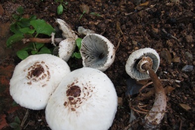 Ăn nấm độc: 80 - 90% là tử vong