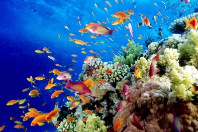 Tỷ phú thế giới đổ xô đầu tư vào san hô 