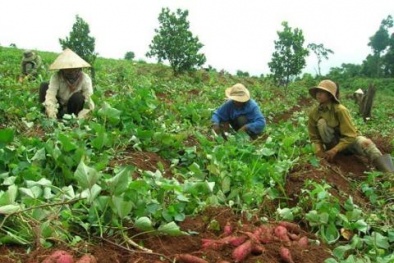 Trung Quốc thu mua nông sản: ‘Mất bò mới lo làm chuồng’?