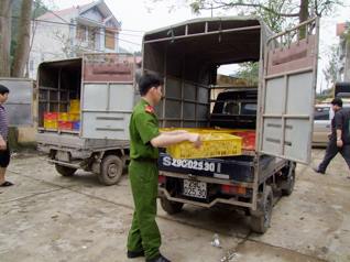 Bắt giữ gần 4.000 con gà giống nhập lậu