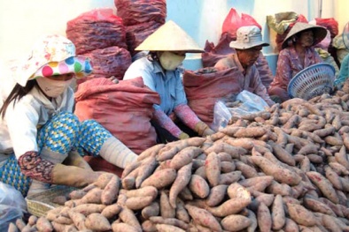 Thương lái Trung Quốc mua nông sản: Đại biểu 'truy' Bộ trưởng Bộ Công thương