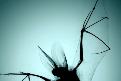 9 bức ảnh khoa học ấn tượng