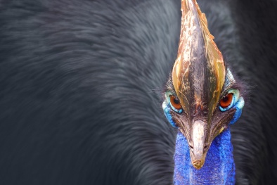 Cùng chiêm ngưỡng loài đà điểu mèo nguy hiểm nhất thế giới