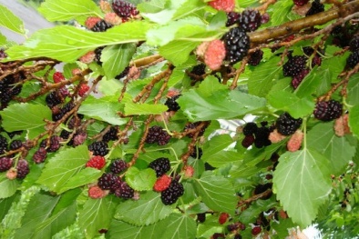 Lợi ích tuyệt vời từ quả dâu chín chữa đái tháo đường