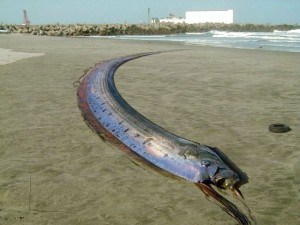 Phát hiện “quái vật biển” dài 15 mét