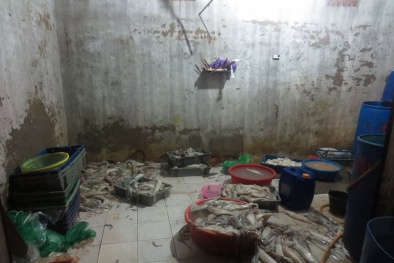 Phát hiện mực ống bốc mùi ngâm hóa chất