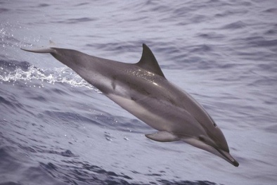 Giấc ngủ của cá heo khác với con người như thế nào?